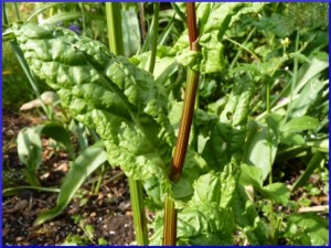 Garden sorrel