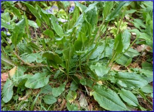 Wild sorrel